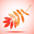 Orange watercolor painted rowan tree leaf Royalty Free Stock Photo