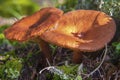 Orange Wavy Cap mushrooms on a forest floor.