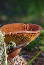 Orange Wavy Cap mushrooms on a forest floor.