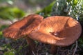 Orange Wavy Cap mushrooms on a forest floor.