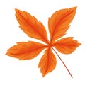 orange webbed leaf