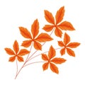 orange webbed leaves Royalty Free Stock Photo