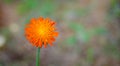 Orange weed flower, Hawkweed, of genus Hieracium. Royalty Free Stock Photo