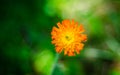 Orange weed flower, Hawkweed, of genus Hieracium. Royalty Free Stock Photo