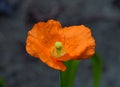 Orange Welsh poppy flower Royalty Free Stock Photo