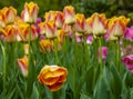 Orange Wet Tulip Royalty Free Stock Photo