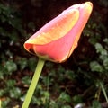 Orange wet tulip close up Royalty Free Stock Photo