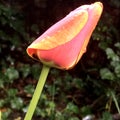 Wet orange tulip close up Royalty Free Stock Photo