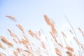 Wheat blowing in the wind Royalty Free Stock Photo