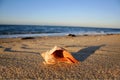 Orange Whelk Shell at Sunset on a Cape Cod Beach