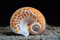 Orange and white beachshell on sandy beach Royalty Free Stock Photo