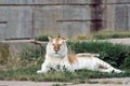 Orange and white bengal tiger