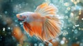 Orange and white betta fish swimming in freshwater aquarium Royalty Free Stock Photo
