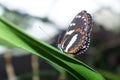 Orange, white and black butterfly in Mindo, Ecuador Royalty Free Stock Photo