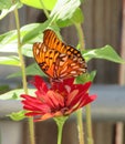 Orange Butterfly1 Royalty Free Stock Photo