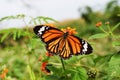 Orange with white and black color pattern on wing of Monarch butterfly