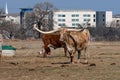 Brindle and white Longhorn cow in a suburban ranch pasture