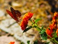 Orange and white butterfly on an orange flower Royalty Free Stock Photo