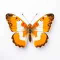 Orange Tip Butterfly: A Stunning Symmetrical Arrangement In Dusseldorf School Style