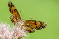 Orange and White Butterfly on a PinkFlower