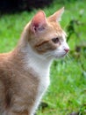 Orange and White Cat