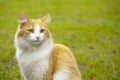 Orange white cat Royalty Free Stock Photo