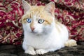 Orange and White Cat blue eye and green eye Royalty Free Stock Photo