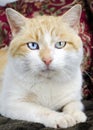 Orange and White Cat blue eye and green eye Royalty Free Stock Photo