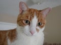 Orange and white cat close up Royalty Free Stock Photo