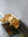 The orange and white cat is drinking water in the fish pond. Royalty Free Stock Photo