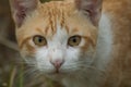 An orange white cat glared at the camera