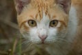 An orange white cat glared at the camera