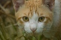 An orange white cat glared at the camera