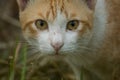 An orange white cat glared at the camera