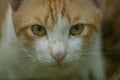 An orange white cat glared at the camera