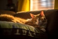 an orange and white cat laying on a couch