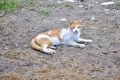 Orange and white cat laying on dirt