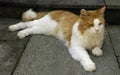 Orange/White Cat Laying Down Royalty Free Stock Photo