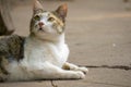 Orange and white Cat lays down and looking for something on the concrete ground Royalty Free Stock Photo