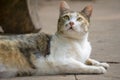 Orange and white Cat lays down and looking something on the concrete ground and gazing Royalty Free Stock Photo