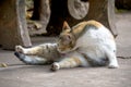 Orange and white Cat lays down on the street and lick its body