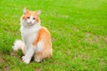 Orange white cat portrait Royalty Free Stock Photo
