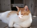 Orange and White cat relaxing outdoors Royalty Free Stock Photo