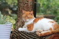 Orange and white cat resting on log Royalty Free Stock Photo