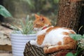 Orange and white cat resting on log Royalty Free Stock Photo