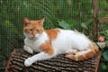 Orange and white cat resting on log Royalty Free Stock Photo