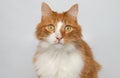 Orange and white cat side close up portrait Royalty Free Stock Photo