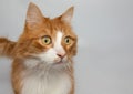 Orange and white cat side of face portrait Royalty Free Stock Photo