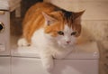 Orange and white cat sitting atop a vintage white microwave, AI-generated,