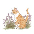 an orange and white cat sitting in a field of purple flowers on a white background with a white border around the cat\'s neck Royalty Free Stock Photo